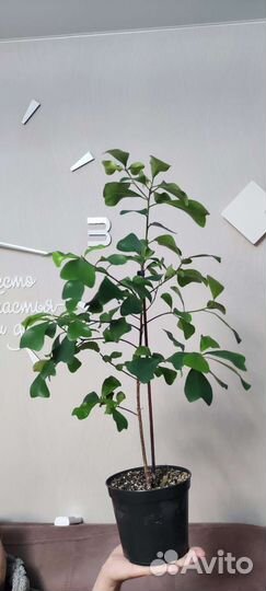 Фикус триангулярис