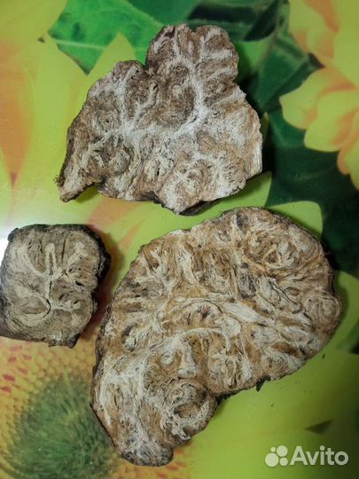 Омик (Ферула джунгарская)