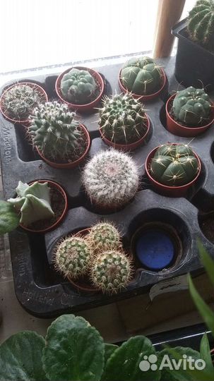 Комнатные растения