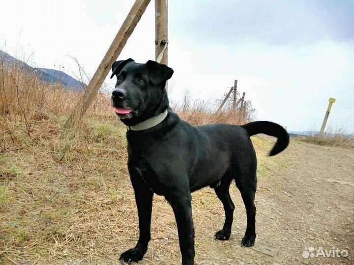 Собака в добрые руки