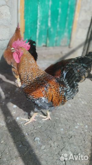 Молодые петухи