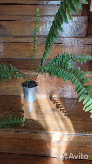 Папоротник