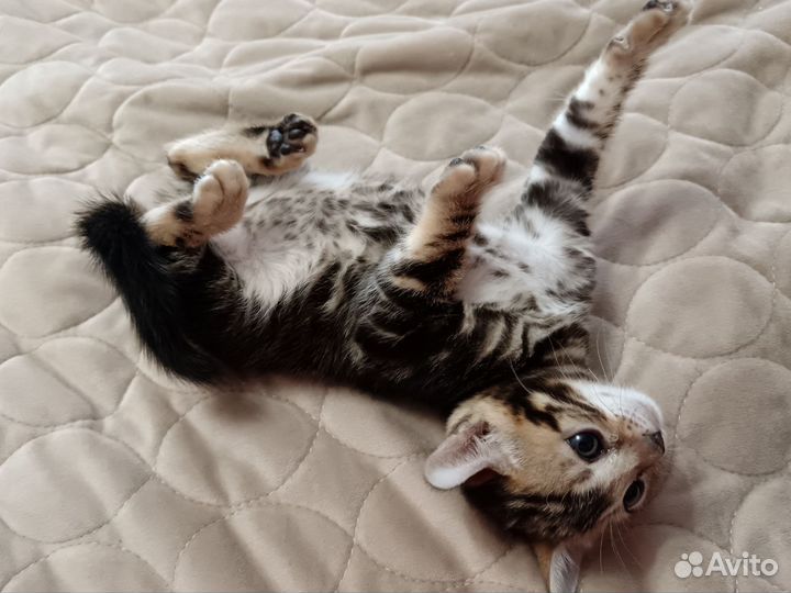 Бенгальские котята