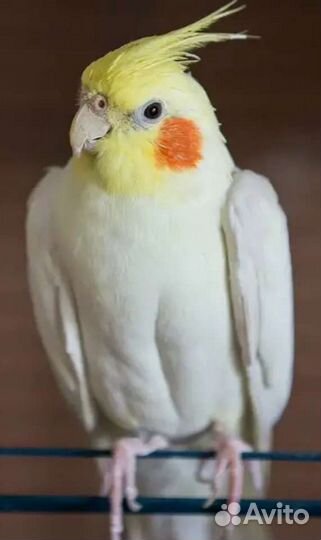 Попугай корелла