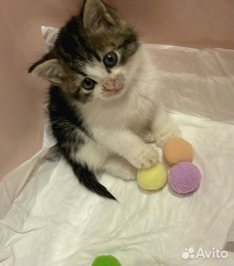 Котенок - девочка