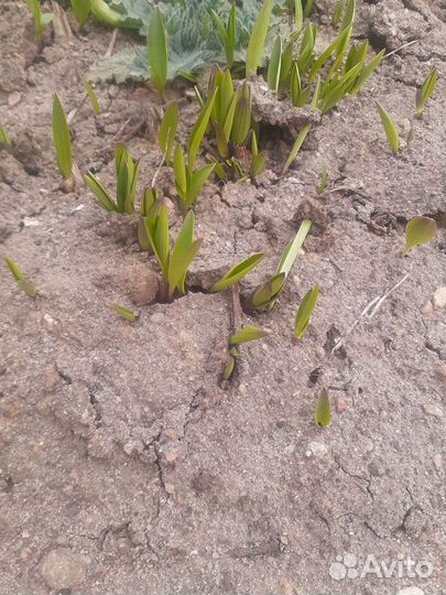 Тигровая лилия