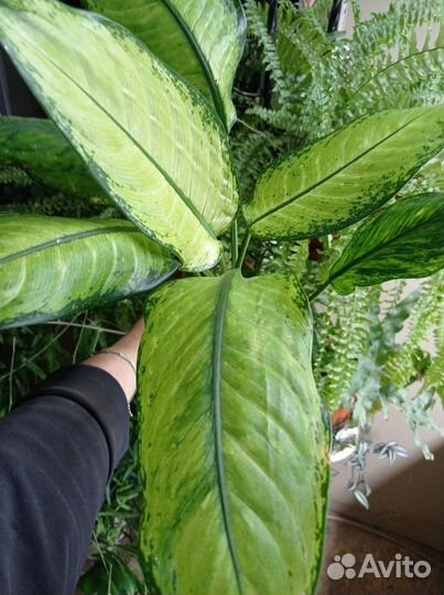 Диффенбахия Рудольф Роерс