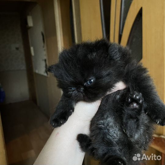 Персидские котятки