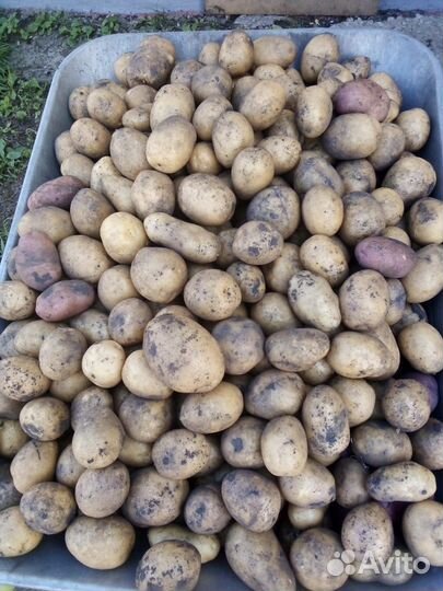 Продам картошку выращенную в солнечной Мордовии