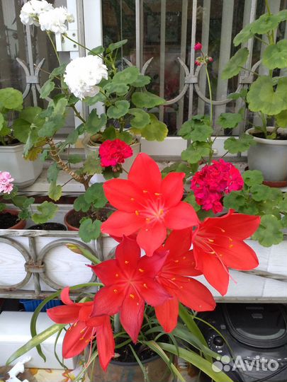 Валотта,гвоздика,зефирантес, хатиора