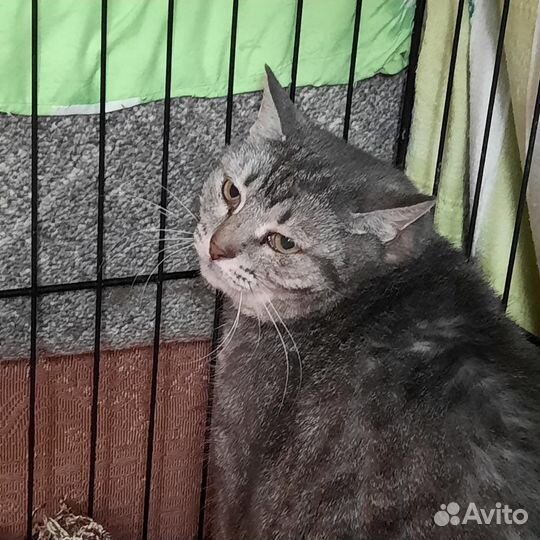 Кошке нужен дом