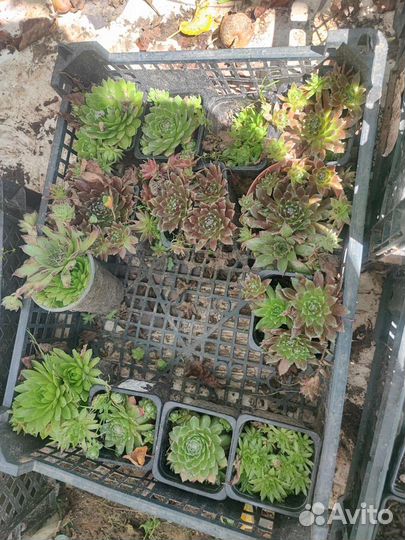 Молодило каменная роза