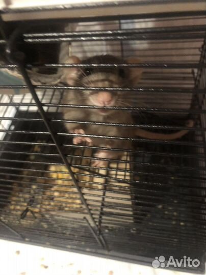 Крыса дамбо