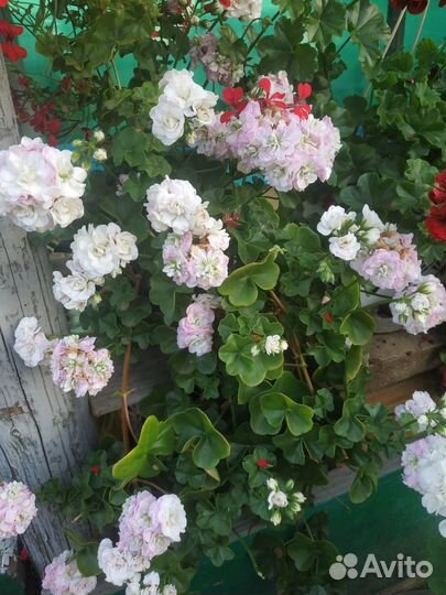 Плющелистная герань