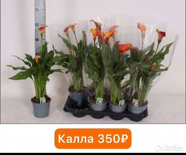 Растения из садового центра