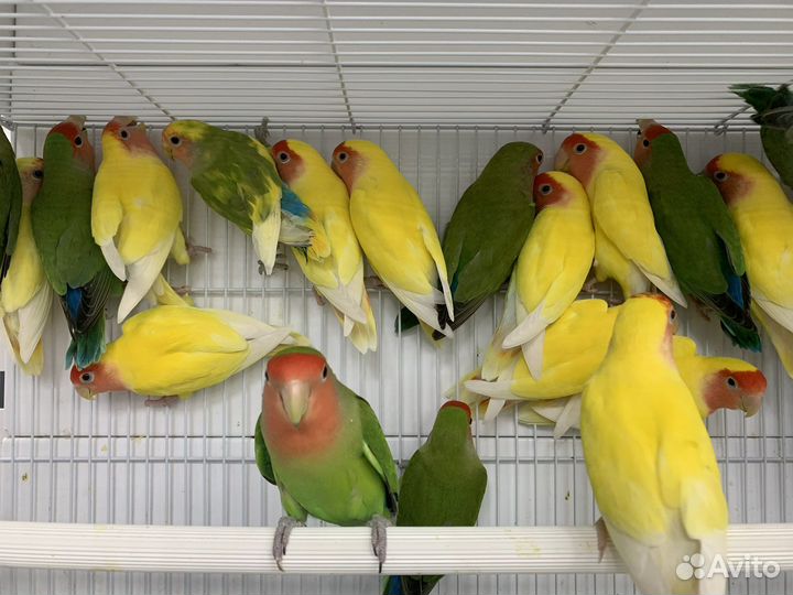 Попугай неразлучники