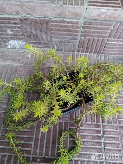 Почвопокровник очиток седум Ангелина