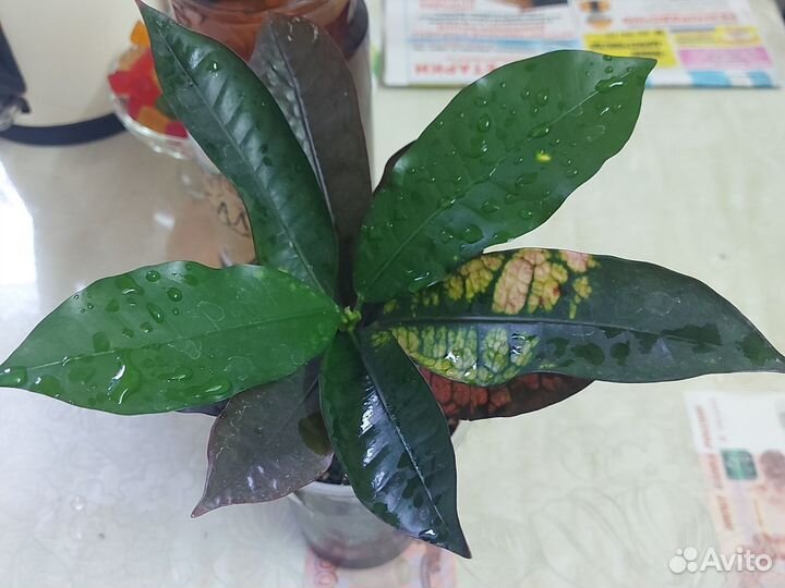 Кодиеум миссис айстон, Талнах