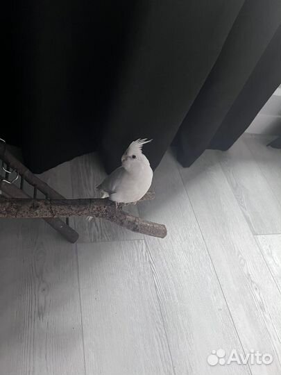 Попугай корелла выкормыш. С клеткой