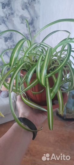 Хлорофитум кудрявый