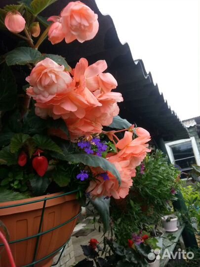 Бегония белликония