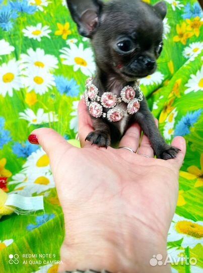 Щенки чихуахуа мини