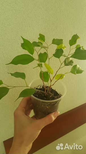 Фикус бенджамина