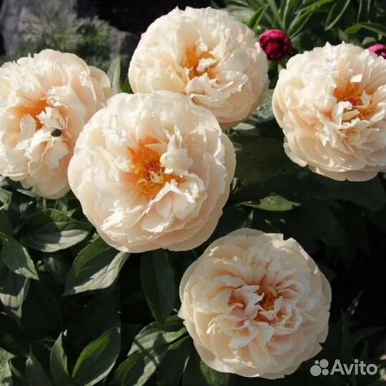 Деленка пиона