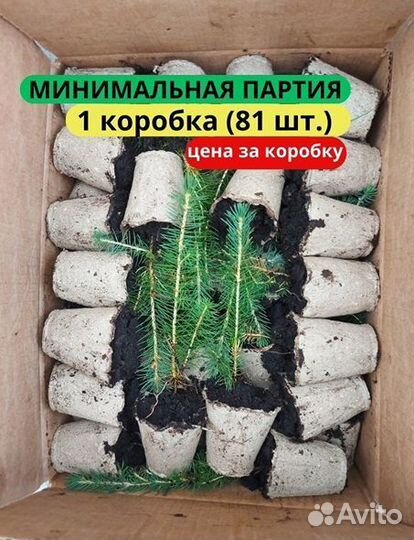 Саженцы сосны обыкновенной зкс от производителя