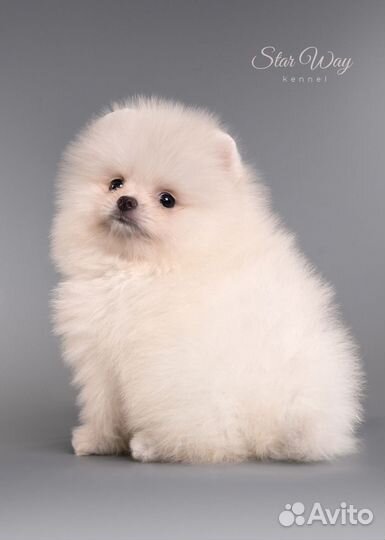 Померанский шпиц