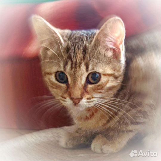 Рыжеватенький котенок (девочка) Луччи