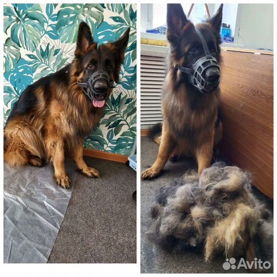 Груминг собак и кошек,экспресс линька собак,кошек