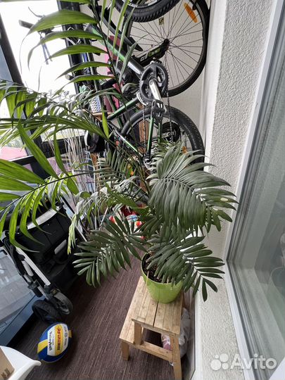 Пальма Драцена и Хамедорея