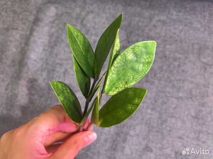 Замиокулькас Акебоно веточка