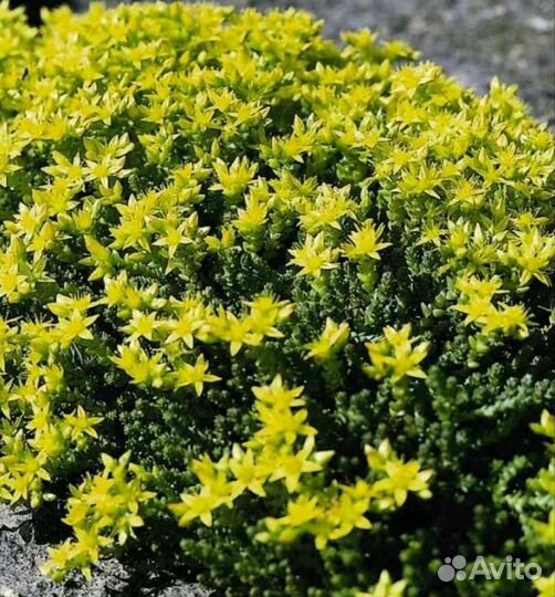 Гвоздика многолетняя