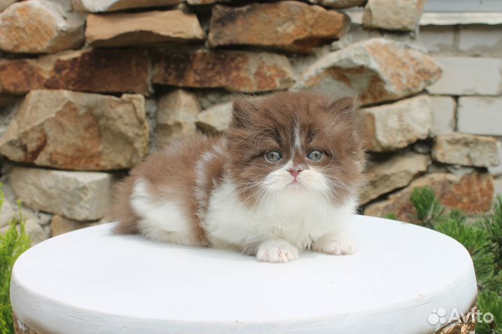 Британский длинношерстный котик