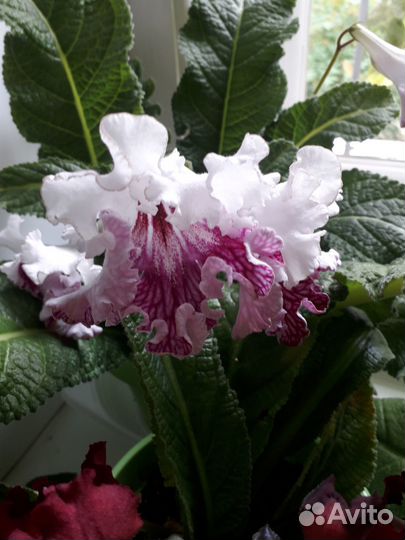 Стрептокарпусы детки