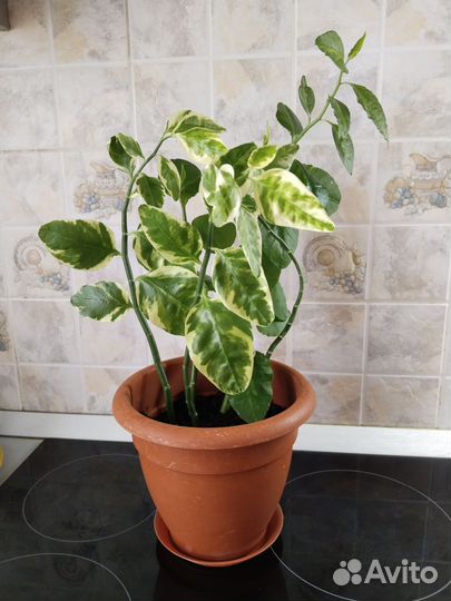 Педилантус