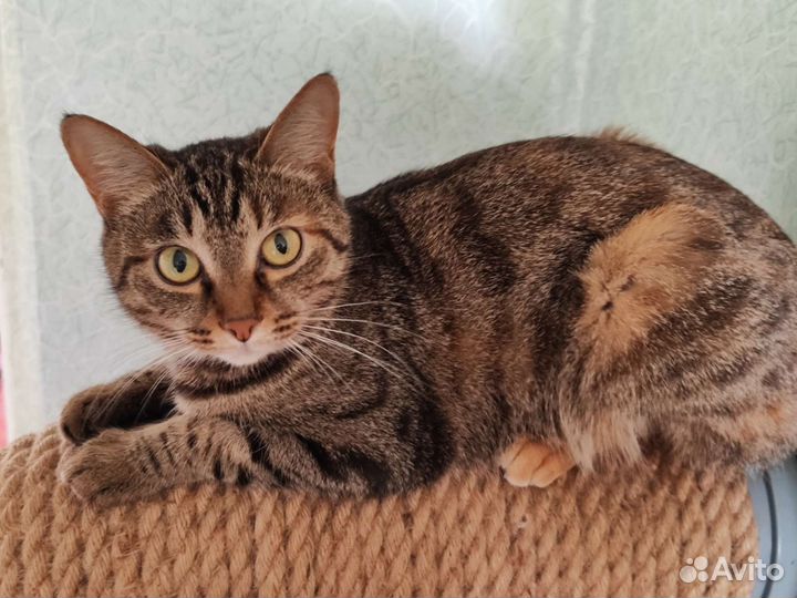 Европейская кошка