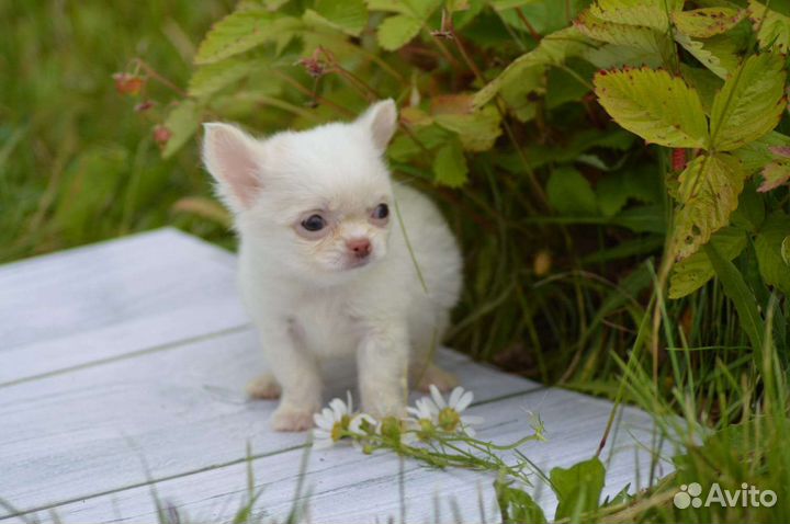 Микро и мини близняшки