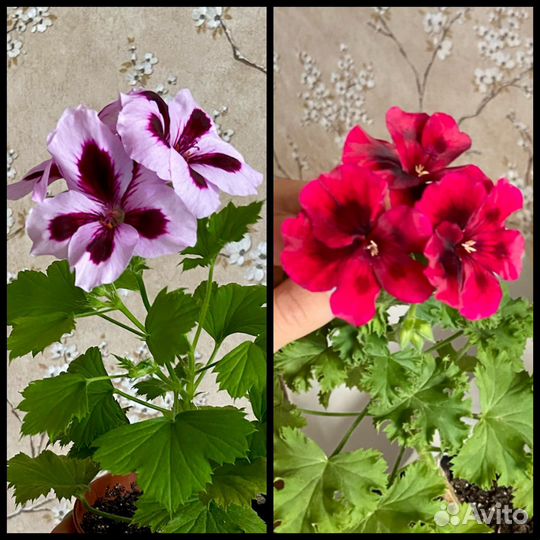 Пеларгонии сортовые 6 шт