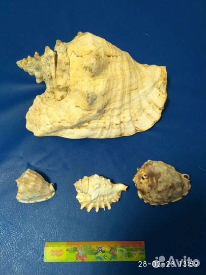 Раковины океанические привезенные с Кубы