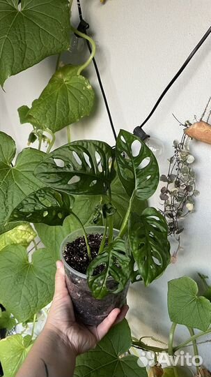 Монстера манки