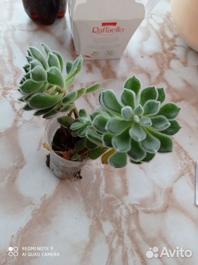 Авокадо Алое