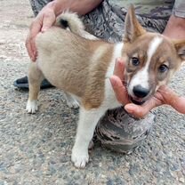 Охотничьи собаки