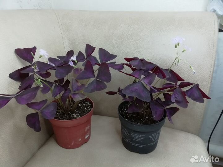 Кислица или оксалис