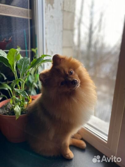 Немецкий шпиц