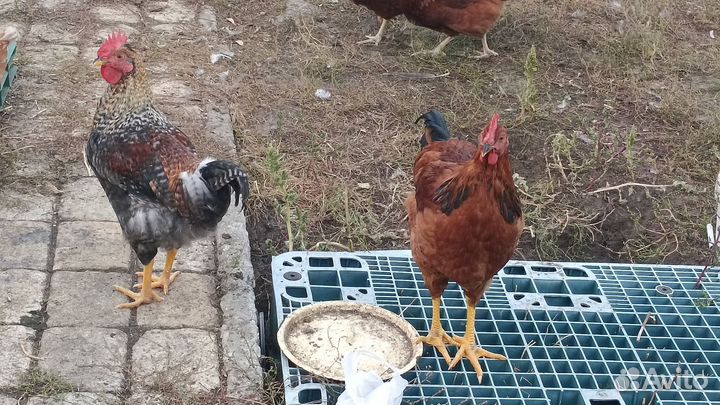 Молодые петухи