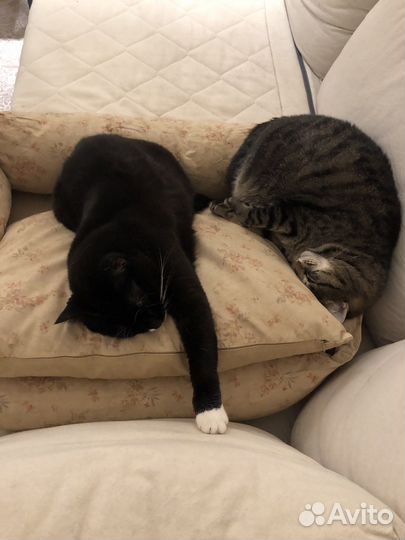 Лежанка для кошек и собак Zara Home