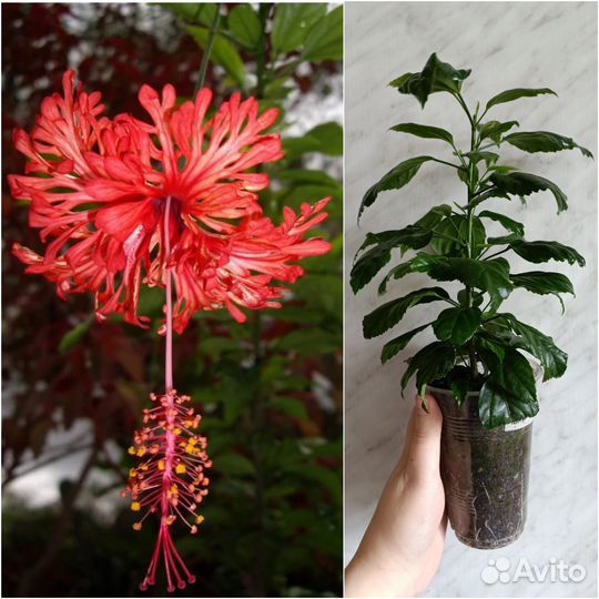 Гибискусы сортовые